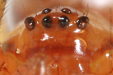 Mother care spider Theridion sisyphium