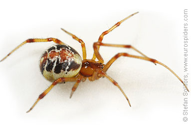 Mother care spider Theridion sisyphium