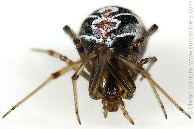 Mother care spider Theridion sisyphium