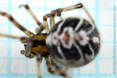 Mother care spider Theridion sisyphium