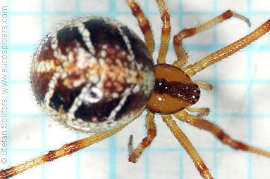 Mother care spider Theridion sisyphium