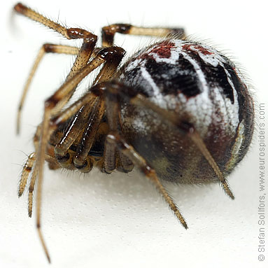 Mother care spider Theridion sisyphium