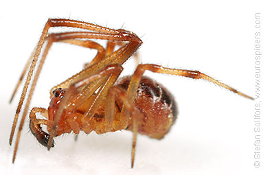 Mother care spider Theridion sisyphium