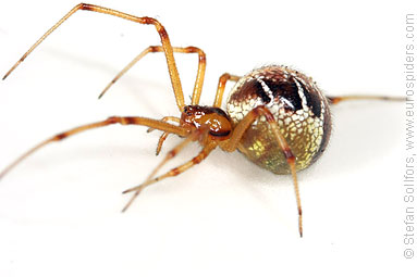 Mother care spider Theridion sisyphium