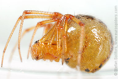 Mother care spider Theridion sisyphium