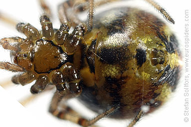 Mother care spider Theridion sisyphium