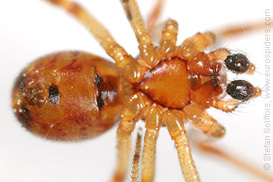 Mother care spider Theridion sisyphium