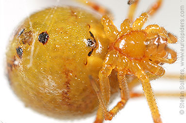 Mother care spider Theridion sisyphium