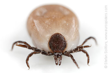 Tick Ixodes ricinus