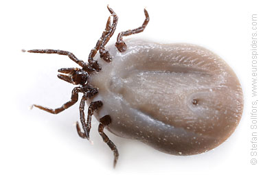 Tick Ixodes ricinus