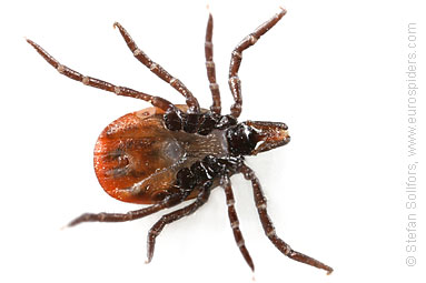 Tick Ixodes ricinus