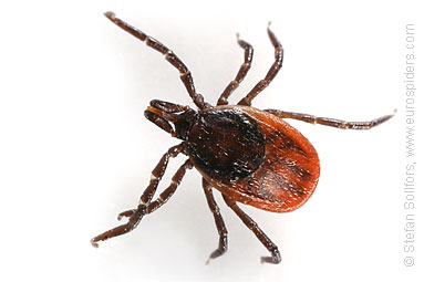 Tick Ixodes ricinus