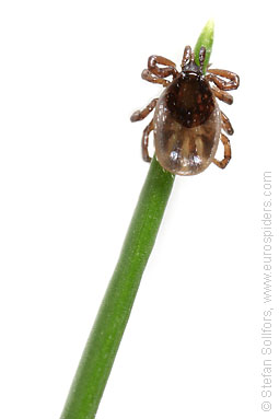 Tick Ixodes ricinus