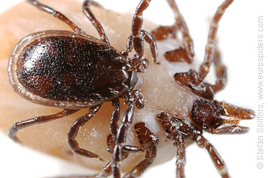 Tick Ixodes ricinus