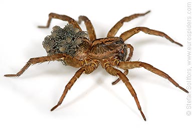 Rustic wolf-spider Trochosa ruricola