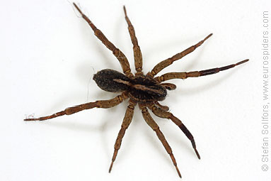 Rustic wolf-spider Trochosa ruricola