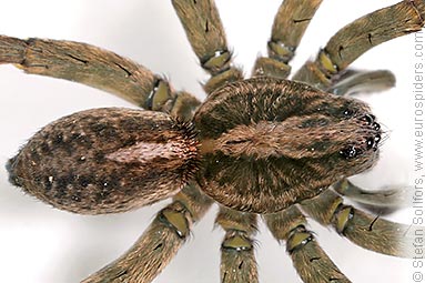 Rustic wolf-spider Trochosa ruricola