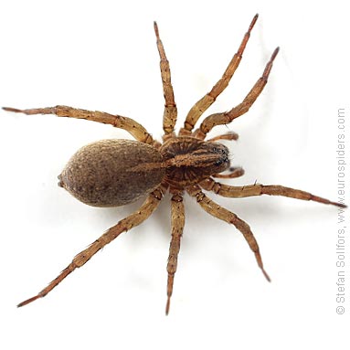 Rustic wolf-spider Trochosa ruricola