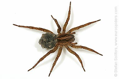 Rustic wolf-spider Trochosa ruricola