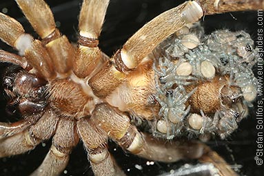 Rustic wolf-spider Trochosa ruricola