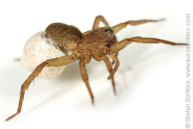 Rustic wolf-spider Trochosa ruricola