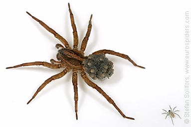 Rustic wolf-spider Trochosa ruricola