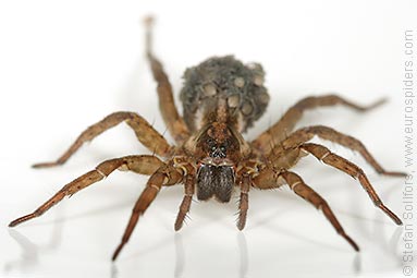 Rustic wolf-spider Trochosa ruricola