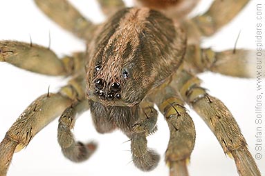 Rustic wolf-spider Trochosa ruricola