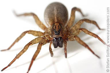 Rustic wolf-spider Trochosa ruricola