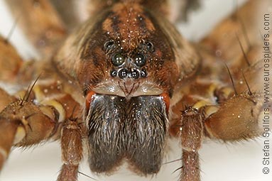 Rustic wolf-spider Trochosa ruricola