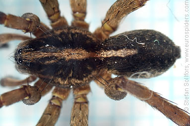 Rustic wolf-spider Trochosa ruricola