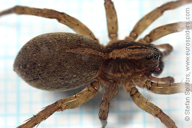 Rustic wolf-spider Trochosa ruricola