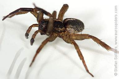 Rustic wolf-spider Trochosa ruricola