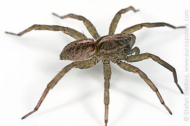 Rustic wolf-spider Trochosa ruricola