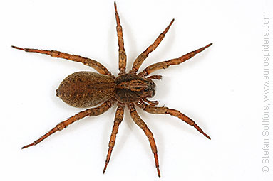 Ground wolf-spider Trochosa terricola