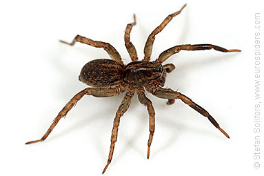 Ground wolf-spider Trochosa terricola