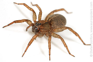 Ground wolf-spider Trochosa terricola
