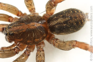 Ground wolf-spider Trochosa terricola