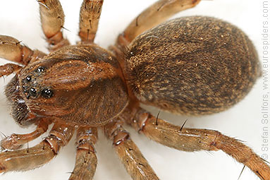 Ground wolf-spider Trochosa terricola
