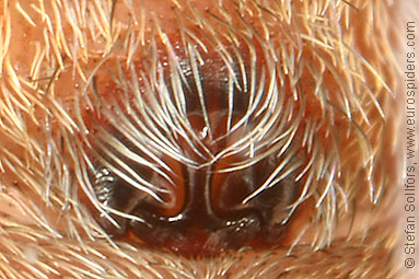 Ground wolf-spider Trochosa terricola