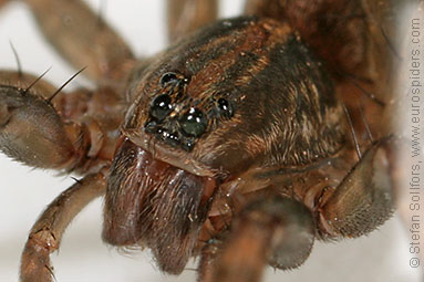 Ground wolf-spider Trochosa terricola