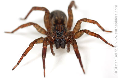 Ground wolf-spider Trochosa terricola