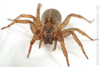 Ground wolf-spider Trochosa terricola