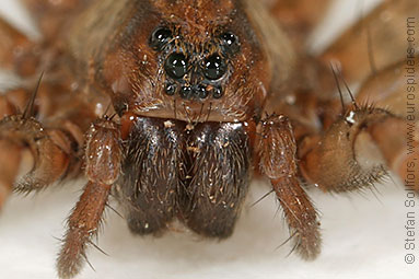Ground wolf-spider Trochosa terricola
