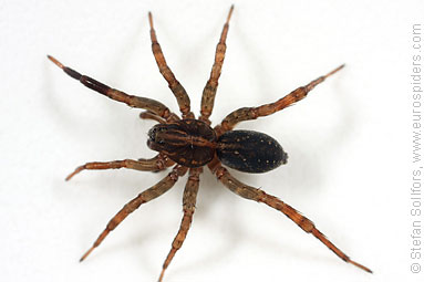 Ground wolf-spider Trochosa terricola