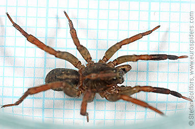 Ground wolf-spider Trochosa terricola