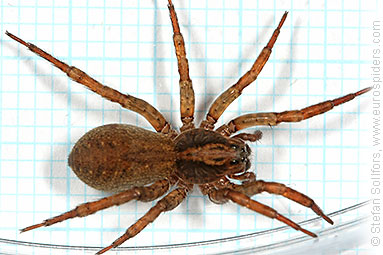 Ground wolf-spider Trochosa terricola