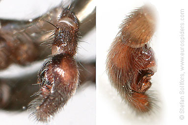 Ground wolf-spider Trochosa terricola