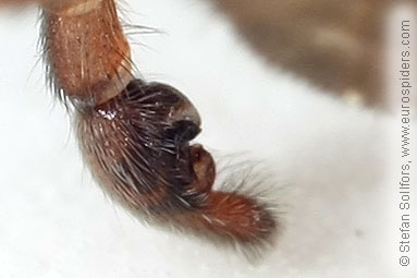 Ground wolf-spider Trochosa terricola
