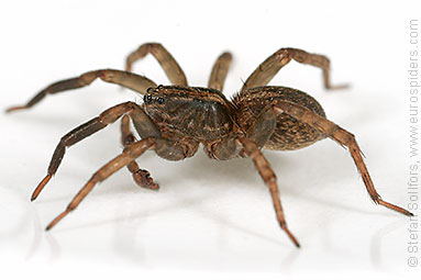 Ground wolf-spider Trochosa terricola